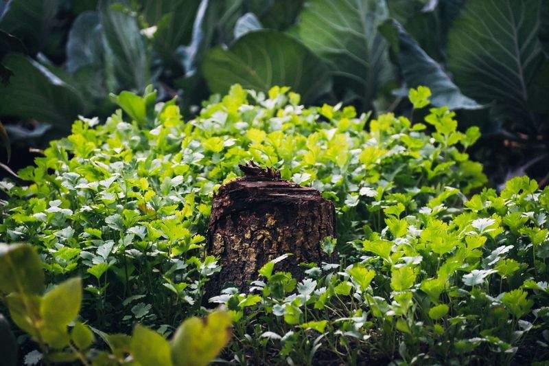 季節の花を長く楽しむための植え付けとお手入れのコツ